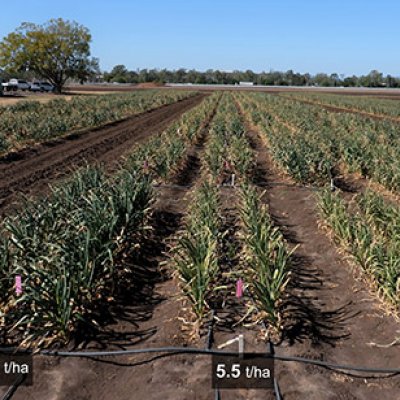 Garlic in fields, side-by-side showing different yield. (C) Sari Nurulita